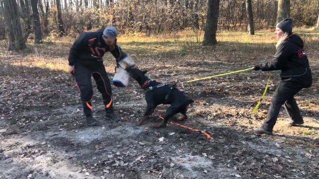 Доберман. Подготовка к IGP