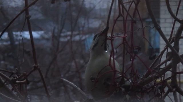 Костогрыз - птица такая (почти хоррор) прилетела в гости из леса смотреть онлайн