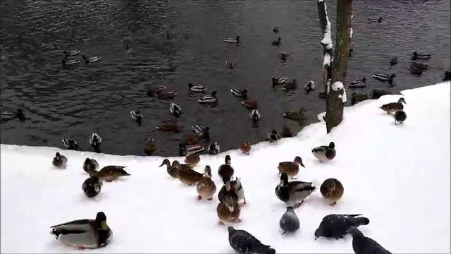 Утки Тимирязевского парка 112016 смотреть онлайн