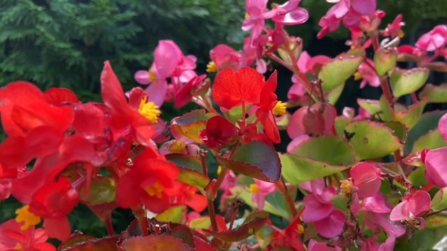 Шикарное Нежное Волшебное Поздравление с Днём Рождения! Музыкальная Видео Открытка на День Рожденья смотреть онлайн