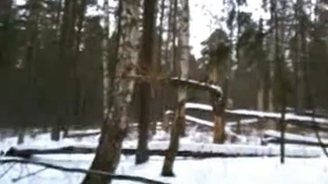 Жук-типограф валит лес смотреть онлайн