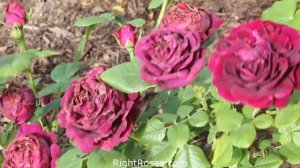 SOUVENIR DU DOCTEUR JAMAIN ROSE REVIEW | THE RIGHT ROSES | RightRoses.com