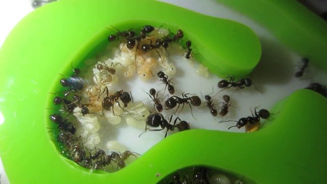 Жизнь моих Messor Structor. 25.05.2016 - 9. смотреть онлайн