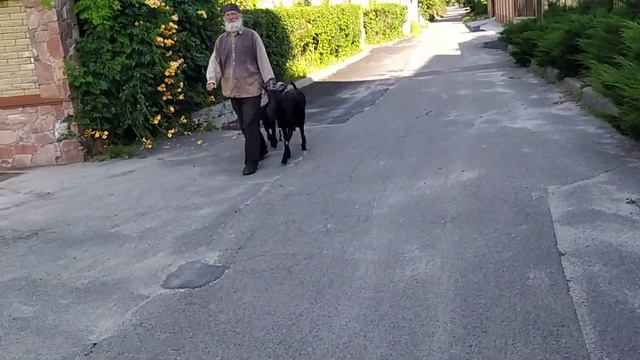 Ольховые шишки в аквариумистике. Собрал в лесу на прогулке. смотреть онлайн