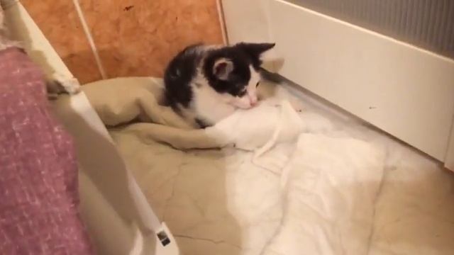 Маленький котёнок ищет дом смотреть онлайн