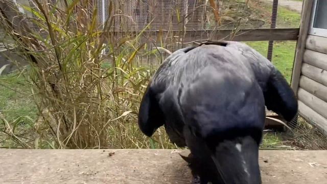 Ворон Яша,всех приветствует!!!#чёрныйворон #ворон смотреть онлайн