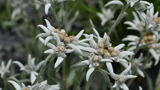 Как вырастить в обычном саду эдельвейс — цветок гор смотреть онлайн