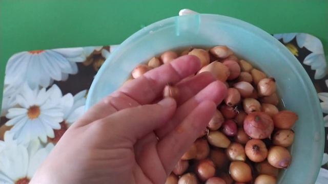 Замачиваю и обеззараживаю ЛУК-СЕВОК. Посадка лука на репку. смотреть онлайн