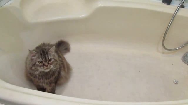 Приколы с животными. Кошка играет в ванне. Безумные игры домашних любимцев