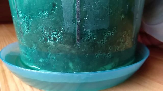 НАЛЕЙТЕ орхидеи ЭТО! корни СУНУТСЯ! цветоносы РАСТУТ! орхидеи ОБСЫПЯТ корни! СПОСОБ полива орхидеи!