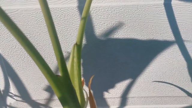 Ma collection d'alocasia, une mise à jour смотреть онлайн