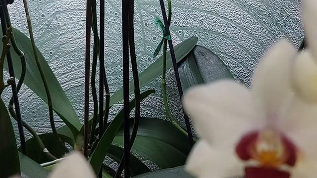 Раскрываются полутона у моих орхидей ?❤️?❤ смотреть онлайн