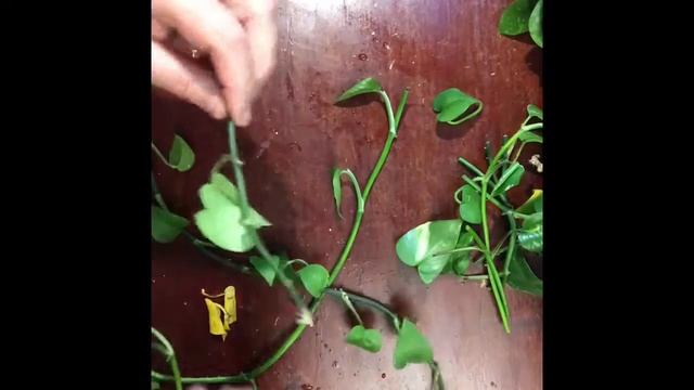 44..  Размножение сциндапсуса. Epipremnum Reproduction.