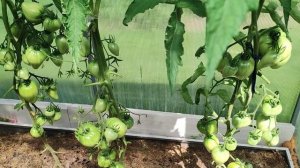 Сахарная Настасья томат Вкусный и Урожайный....