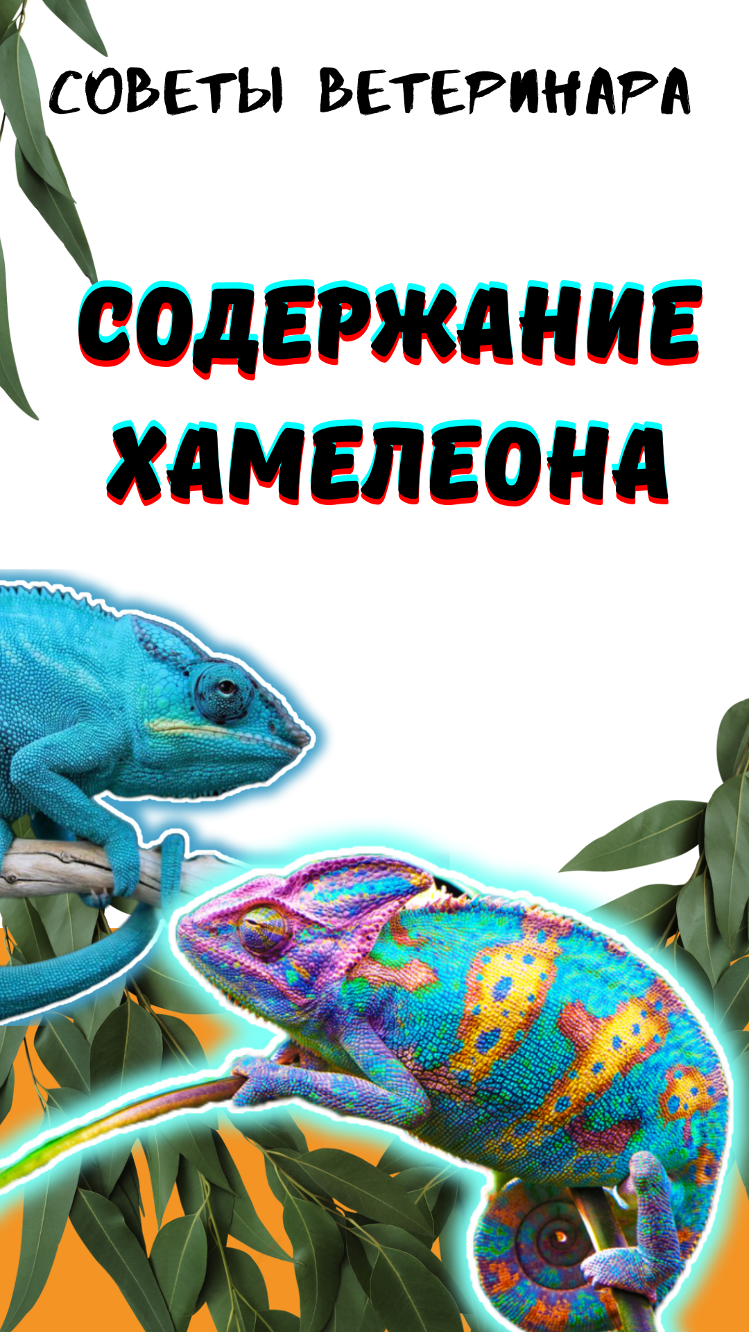 Содержание хамелеона. Уход, содержание, кормление хамелеона дома. смотреть онлайн