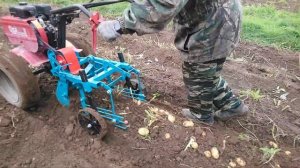 Мотоблок Ока  и картофелекопалка ККМ - 1