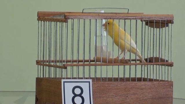RUSSIAN CANARY-РУССКАЯ КАНАРЕЙКА - ПЛАНОВАЯ ПЕСНЯ! смотреть онлайн