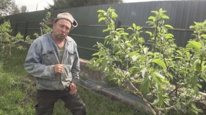 КАК ПОЛИВАТЬ ПЛОДОВЫЕ ДЕРЕВЬЯ | ОСОБЕННОСТИ И ПРАВИЛА