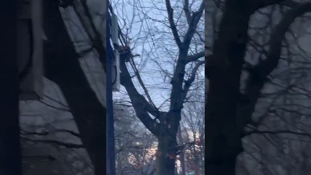 А я белочек люблю, я их вместе соберу, вдоль по линии Ютуба за собою приведу) смотреть онлайн