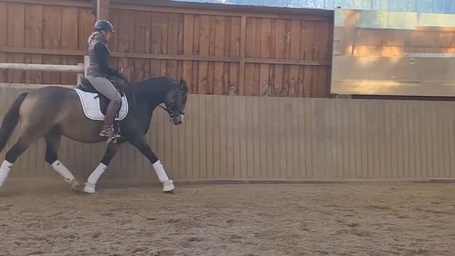 Verkaufspony XL Pony v..Diamond Touch NRW смотреть онлайн