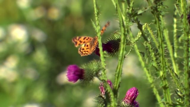 Яд. Достижение эволюции - Часть 3. Ядовитая война растений и животных - Документальный фильм смотреть онлайн
