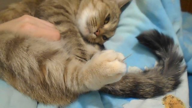 Урчать всегда! Кошка Ромашка и Вл. Маяковский. смотреть онлайн