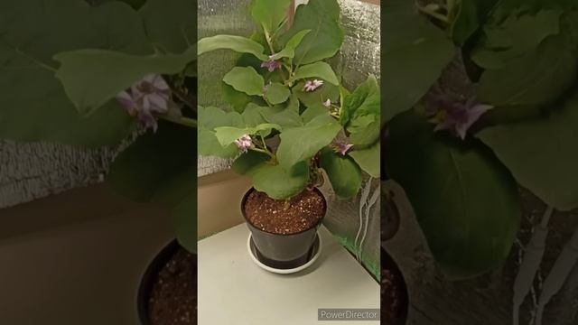 Первый урожай?