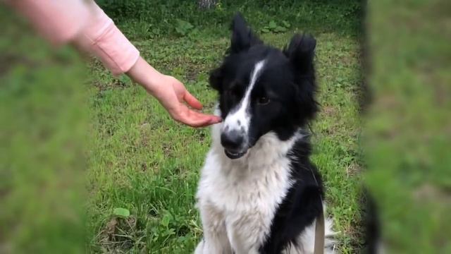 Вилли ищет дом смотреть онлайн