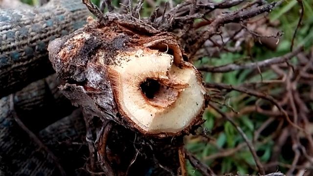 Повреждение проводящей системы штамба куста винограда. смотреть онлайн