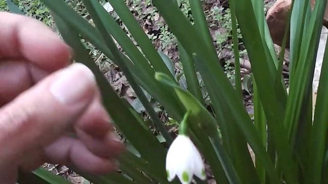 Snowflakes (Leucojum vernum) ❀ смотреть онлайн