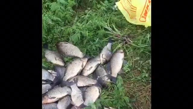 Река Дубна ловлю Буффало смотреть онлайн