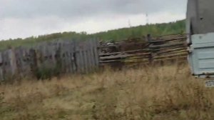 ЗАБОЙ БЫКА ОГРОМНОГО БЫК УТАЩИЛ ГАЗЕЛЬ