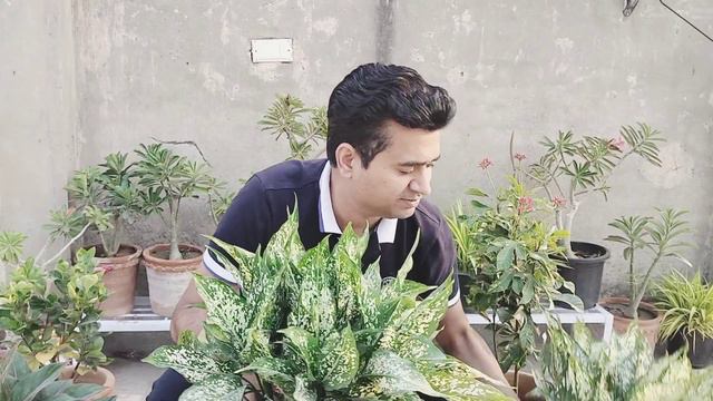 🔴 How to Grow and Care snow white Aglaonema |Chinese Evergreen plant смотреть онлайн