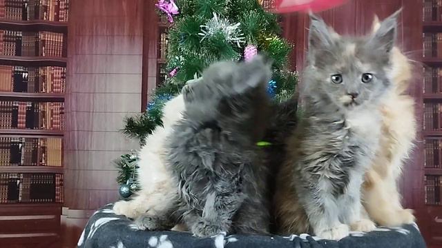 Свободны для резервирования котята мейн куны смотреть онлайн