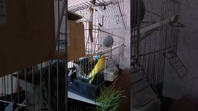 Могут ли кошка и попугай жить вместе. Эксперимент. смотреть онлайн