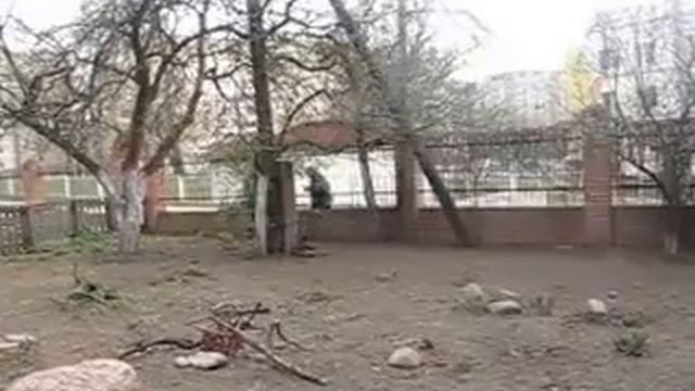 Chow Chow AVERS GOLD Алка Траст Царица Тамара. смотреть онлайн