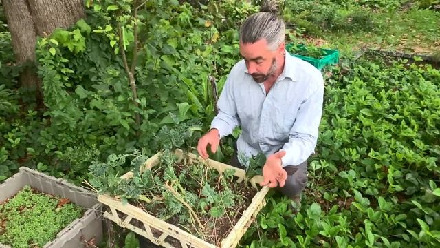 Perennial Kale - Propagation Notes смотреть онлайн