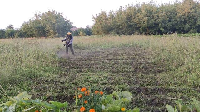 Покос травы и ботвы на картофельном поле. Практика.