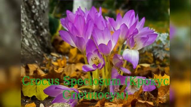Крокус Специосум (Crocus Speciosum) смотреть онлайн