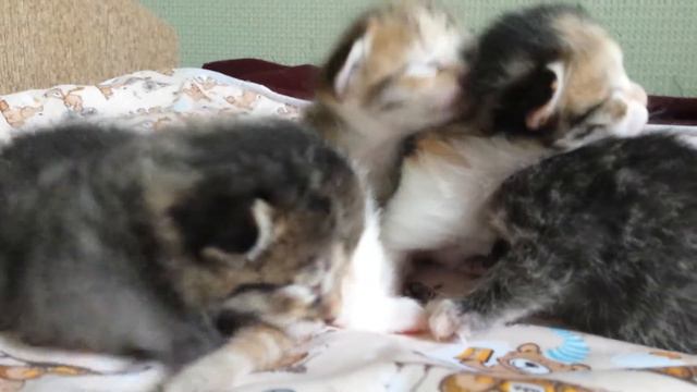Котятам 10 дней:-) смотреть онлайн