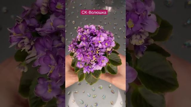 СК-Волюшка мини фиалка смотреть онлайн