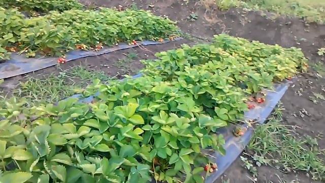созревает урожай смотреть онлайн