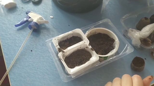 глоксиния размножение и уход в домашних условиях часть 2 смотреть онлайн