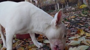 Как Бультерьер перемалывает кость. Дэнчик в деле #бультерьер #собака