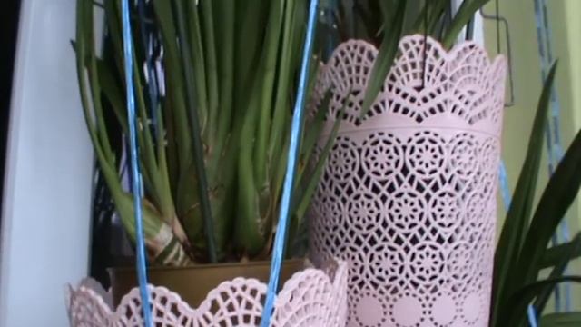 Условия содержания моих орхидей. Орхидеи в спальне. смотреть онлайн