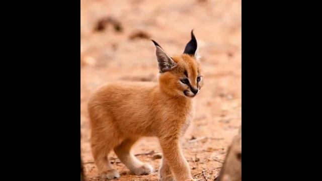 информация про каракала (степную рысь) смотреть онлайн