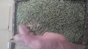 Качество гранул моего гранулятора. Бытовой 220в