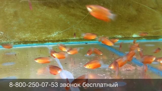 Колиза красная Colisa lalia Color Honey Gourami продажа оптом смотреть онлайн
