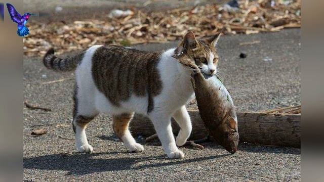 Коты и их добыча. Зачем кошки приносят свою добычу хозяину: мышей, птичек и прочую живность смотреть онлайн