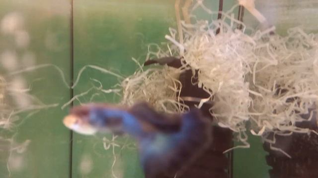 Обзор разводни 31.03.2023 смотреть онлайн